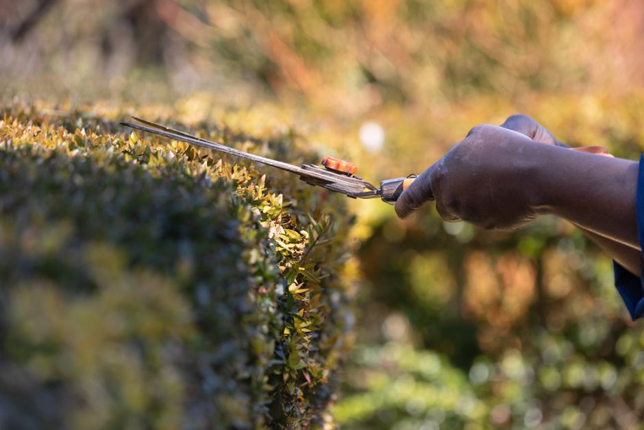 A collection of gardening tools hanging on a dark wooden fence, including several long-handled wire brushes with black bristles, two metal shovels with light gray blades and wooden handles, a pointed 